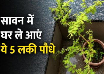 Sawan 2026: Bring home these 5 auspicious plants including Belpatra, Tulsi in Sawan, positive energy will increase and happiness and prosperity will remain.