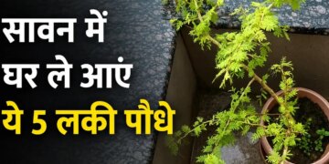 Sawan 2026: Bring home these 5 auspicious plants including Belpatra, Tulsi in Sawan, positive energy will increase and happiness and prosperity will remain.