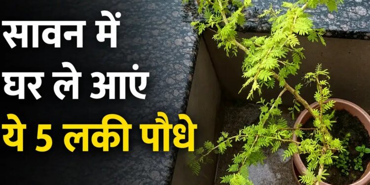 Sawan 2026: Bring home these 5 auspicious plants including Belpatra, Tulsi in Sawan, positive energy will increase and happiness and prosperity will remain.
