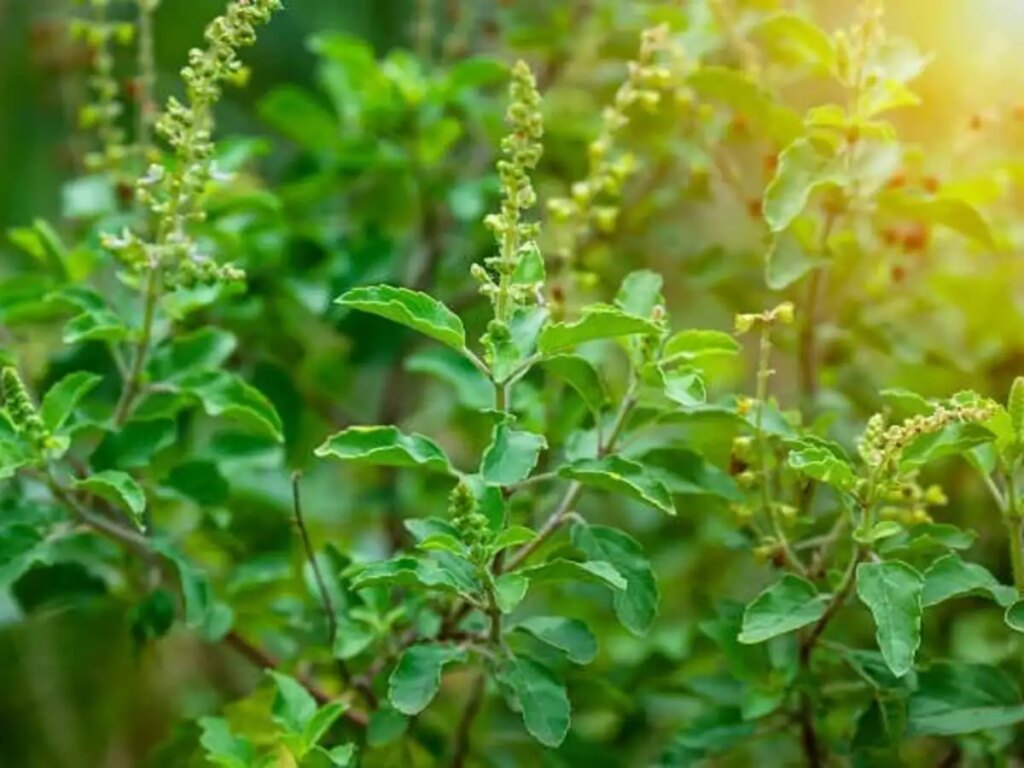 Should a Tulsi plant be kept at the main entrance of the house? Know the rules and remedies of Vaastu