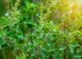 Should a Tulsi plant be kept at the main entrance of the house? Know the rules and remedies of Vaastu