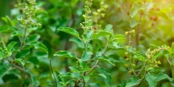 Should a Tulsi plant be kept at the main entrance of the house? Know the rules and remedies of Vaastu