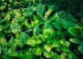 Should a money plant be planted at the main entrance of the house or not? Know the right direction and Vastu rules