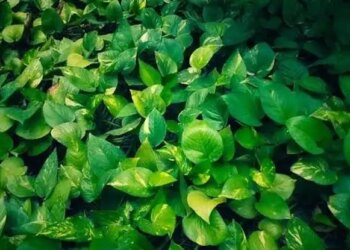 Should a money plant be planted at the main entrance of the house or not? Know the right direction and Vastu rules