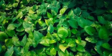 Should a money plant be planted at the main entrance of the house or not? Know the right direction and Vastu rules