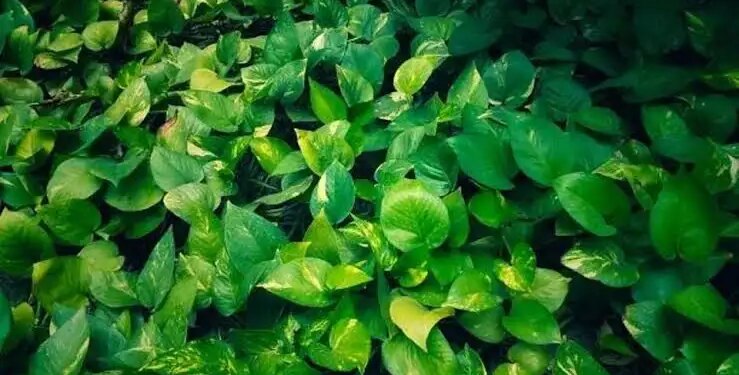 Should a money plant be planted at the main entrance of the house or not? Know the right direction and Vastu rules