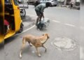 Tamil Nadu: Vaccination and sterilization campaign of abandoned dogs intensified after attack on three-year-old child