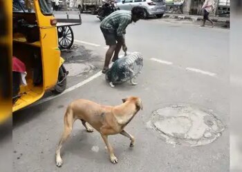 Tamil Nadu: Vaccination and sterilization campaign of abandoned dogs intensified after attack on three-year-old child