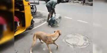 Tamil Nadu: Vaccination and sterilization campaign of abandoned dogs intensified after attack on three-year-old child