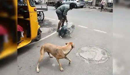 Tamil Nadu: Vaccination and sterilization campaign of abandoned dogs intensified after attack on three-year-old child