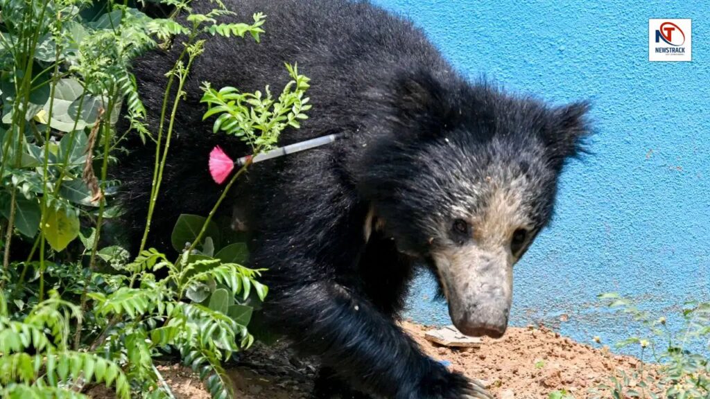 The barbarity crossed the limits in Balaghat! Bear killed and cut into six pieces, body thrown in well