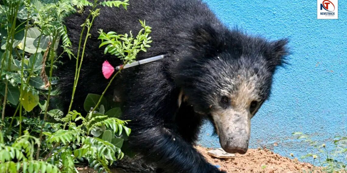 The barbarity crossed the limits in Balaghat! Bear killed and cut into six pieces, body thrown in well