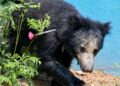 The barbarity crossed the limits in Balaghat! Bear killed and cut into six pieces, body thrown in well
