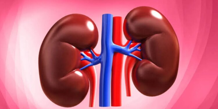 These 4 healthy habits every morning will keep your kidneys healthy, know how to start the day right