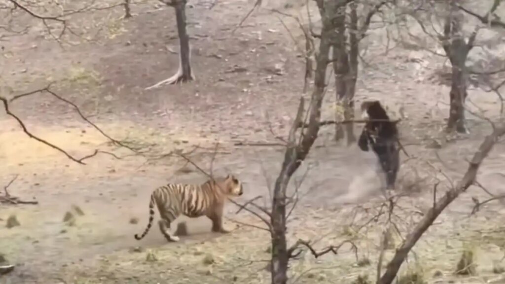Tiger vs Bear Viral Video: Fierce clash between tiger and bear in the forest, you will be stunned to see