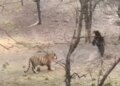 Tiger vs Bear Viral Video: Fierce clash between tiger and bear in the forest, you will be stunned to see