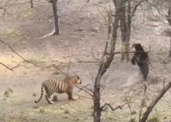 Tiger vs Bear Viral Video: Fierce clash between tiger and bear in the forest, you will be stunned to see