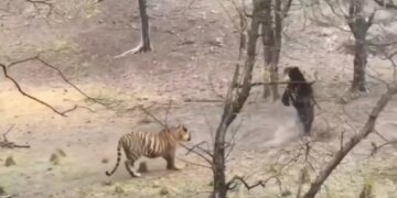 Tiger vs Bear Viral Video: Fierce clash between tiger and bear in the forest, you will be stunned to see