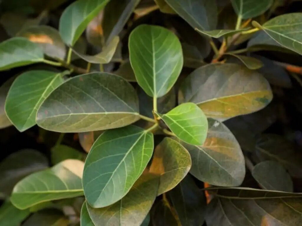 Vastu Tips: Is it auspicious or inauspicious to grow a banyan tree in the house? Know the Vaastu rules and religious beliefs related to Banyan tree