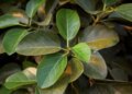 Vastu Tips: Is it auspicious or inauspicious to grow a banyan tree in the house? Know the Vaastu rules and religious beliefs related to Banyan tree