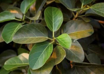 Vastu Tips: Is it auspicious or inauspicious to grow a banyan tree in the house? Know the Vaastu rules and religious beliefs related to Banyan tree