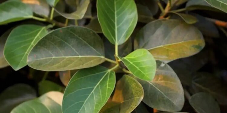 Vastu Tips: Is it auspicious or inauspicious to grow a banyan tree in the house? Know the Vaastu rules and religious beliefs related to Banyan tree