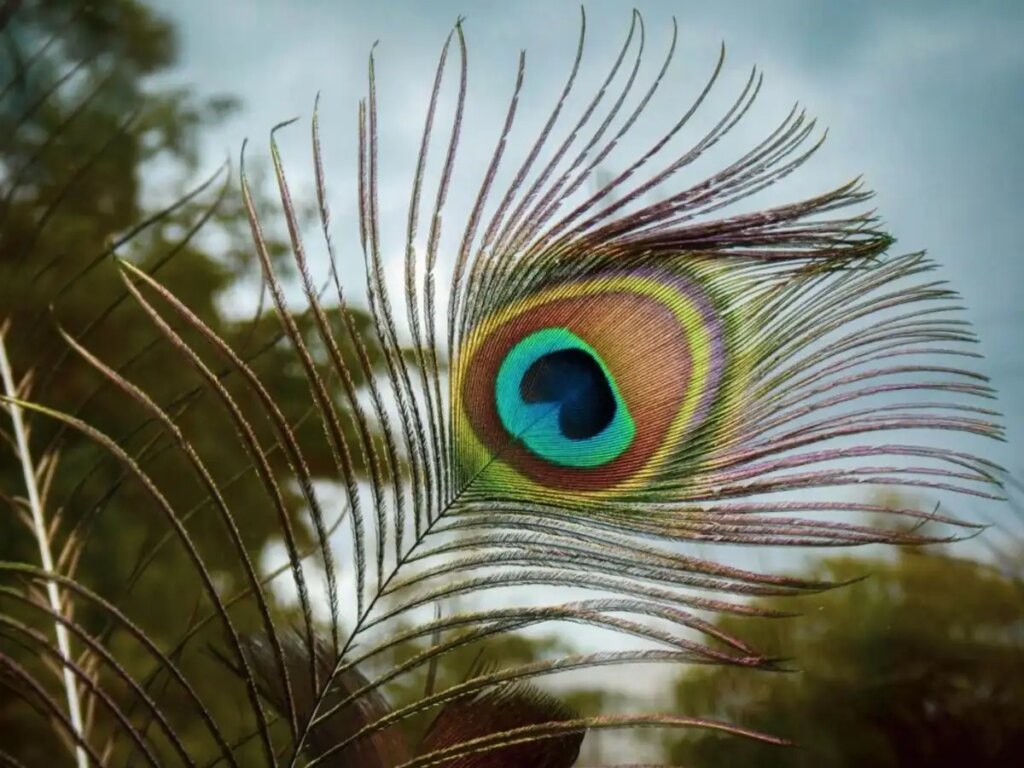 Vastu Tips: Keep peacock feathers at this place in the house, negative energy will go away, happiness, prosperity and prosperity will reside.