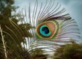Vastu Tips: Keep peacock feathers at this place in the house, negative energy will go away, happiness, prosperity and prosperity will reside.