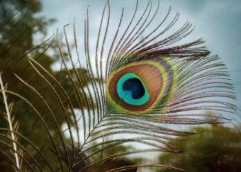 Vastu Tips: Keep peacock feathers at this place in the house, negative energy will go away, happiness, prosperity and prosperity will reside.