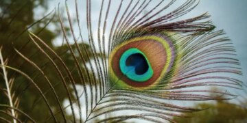 Vastu Tips: Keep peacock feathers at this place in the house, negative energy will go away, happiness, prosperity and prosperity will reside.