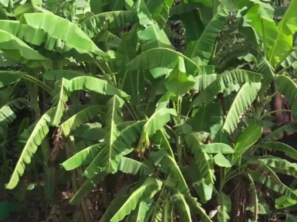 Vastu Tips: Should a banana plant be planted in front of the house or not? Know the right direction and rules according to Vastu Shastra