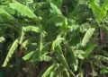 Vastu Tips: Should a banana plant be planted in front of the house or not? Know the right direction and rules according to Vastu Shastra