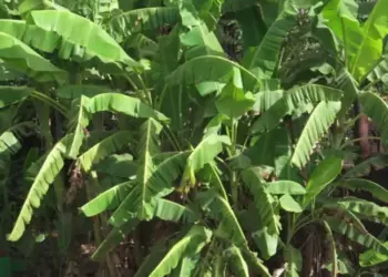 Vastu Tips: Should a banana plant be planted in front of the house or not? Know the right direction and rules according to Vastu Shastra
