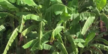 Vastu Tips: Should a banana plant be planted in front of the house or not? Know the right direction and rules according to Vastu Shastra