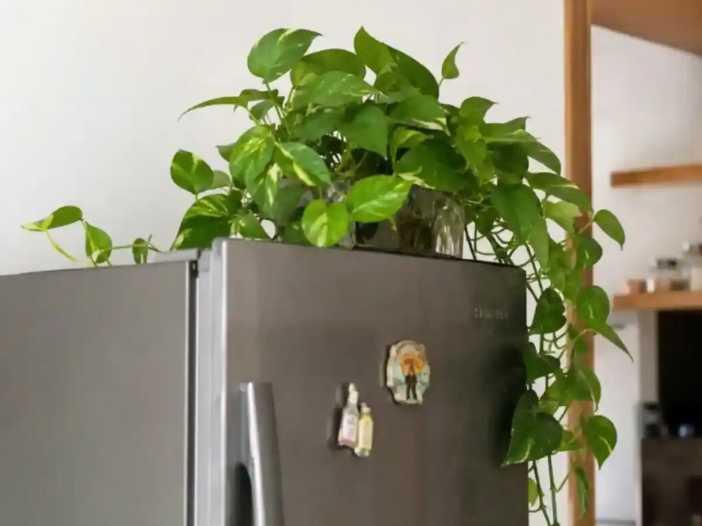 Vastu Tips for Money Plant on Fridge: Should a money plant be kept on the fridge? Know the right place and rules according to Vastu
