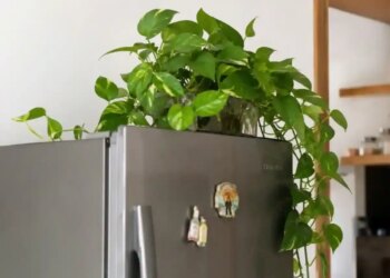 Vastu Tips for Money Plant on Fridge: Should a money plant be kept on the fridge? Know the right place and rules according to Vastu