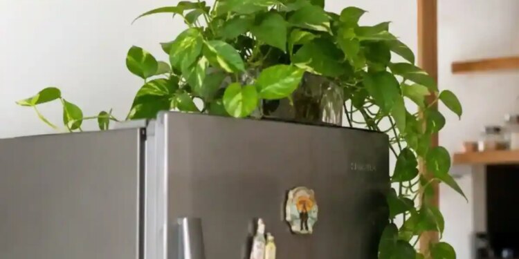 Vastu Tips for Money Plant on Fridge: Should a money plant be kept on the fridge? Know the right place and rules according to Vastu