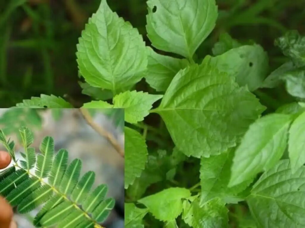 Vastu Tips for Tulsi and Shami Plant: Is it auspicious to plant Tulsi and Shami plant together? Know Vastu rules