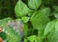 Vastu Tips for Tulsi and Shami Plant: Is it auspicious to plant Tulsi and Shami plant together? Know Vastu rules