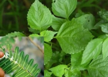 Vastu Tips for Tulsi and Shami Plant: Is it auspicious to plant Tulsi and Shami plant together? Know Vastu rules