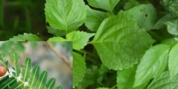Vastu Tips for Tulsi and Shami Plant: Is it auspicious to plant Tulsi and Shami plant together? Know Vastu rules