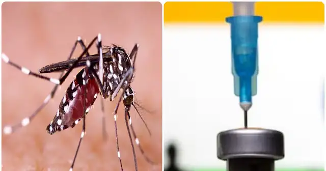 Will get relief from fear of dengue! India's first anti-dengue vaccine Qdenga gets approval, know special things
